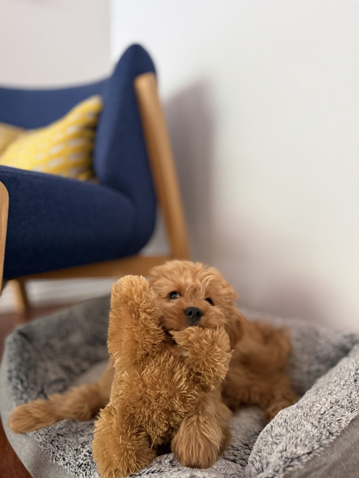 Relaxed pet care in home