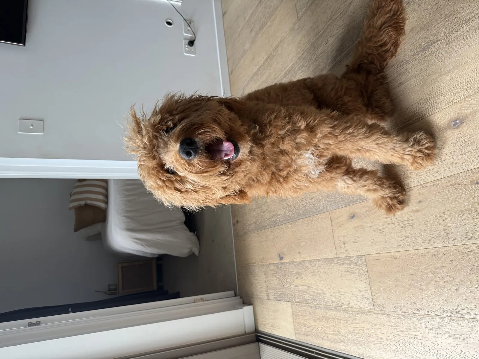 Happy dog relaxing