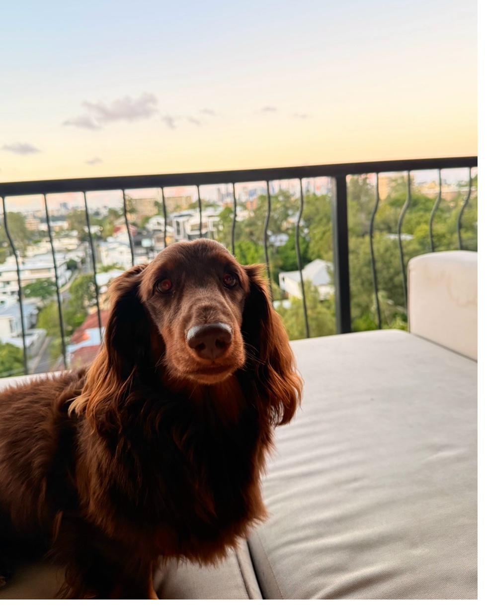 Dog walking in Brisbane inner suburbs