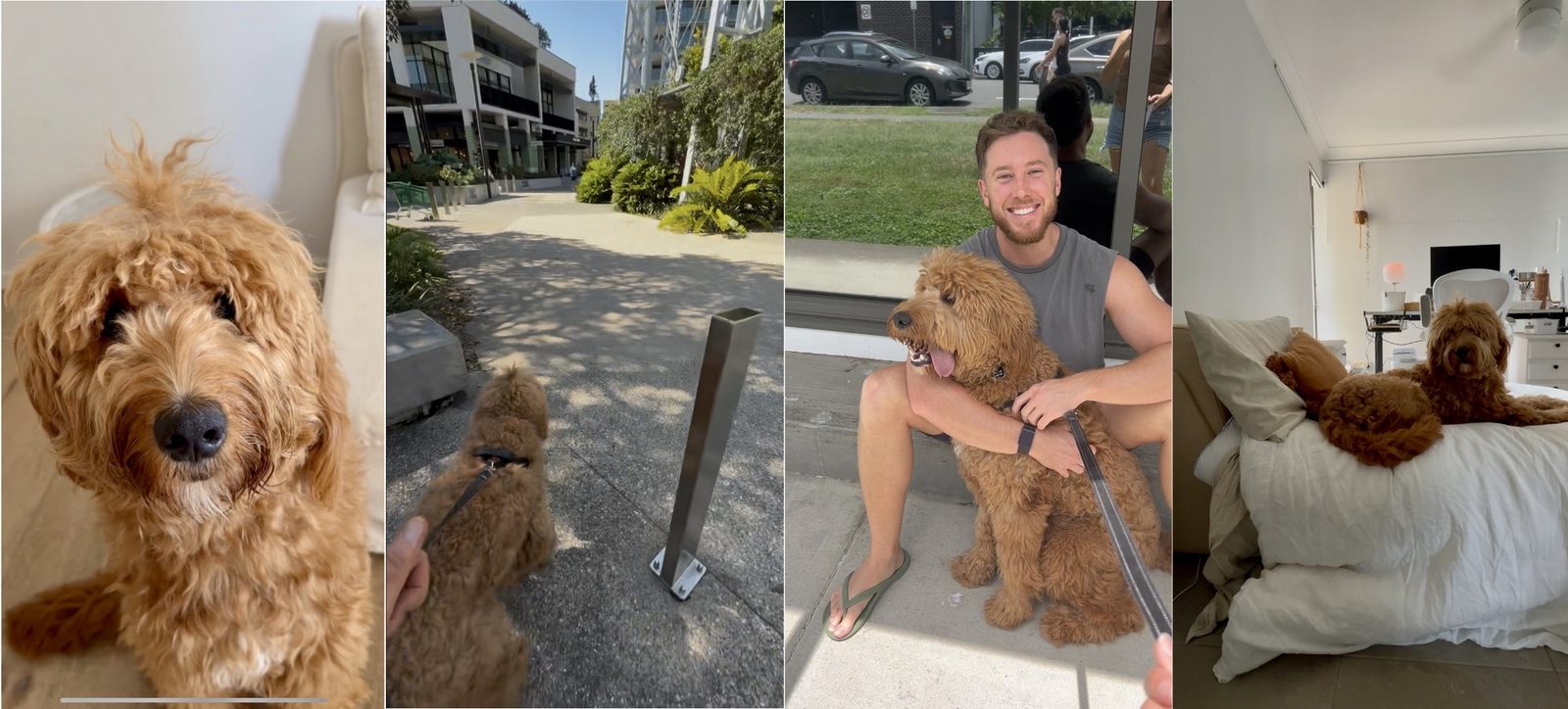 Pet sitter with dogs in client home