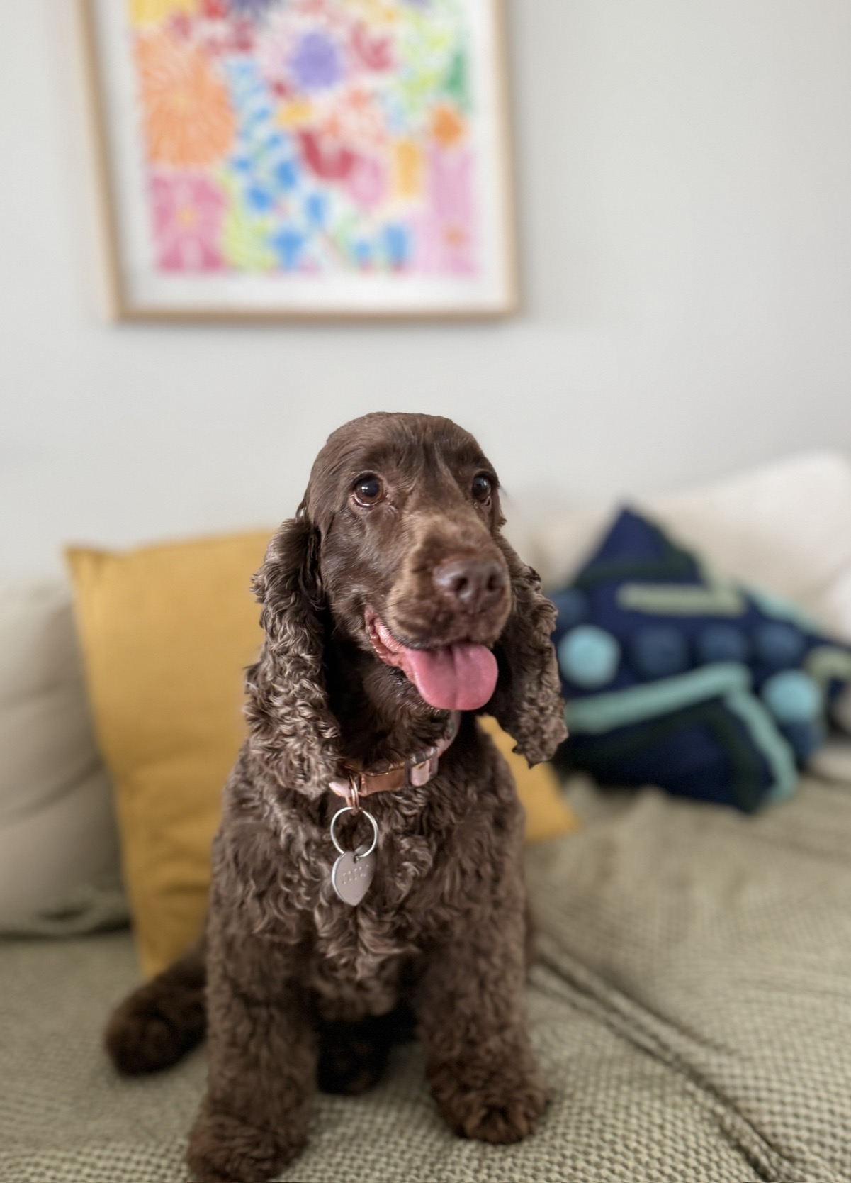 Cocker spaniel relaxing on couch