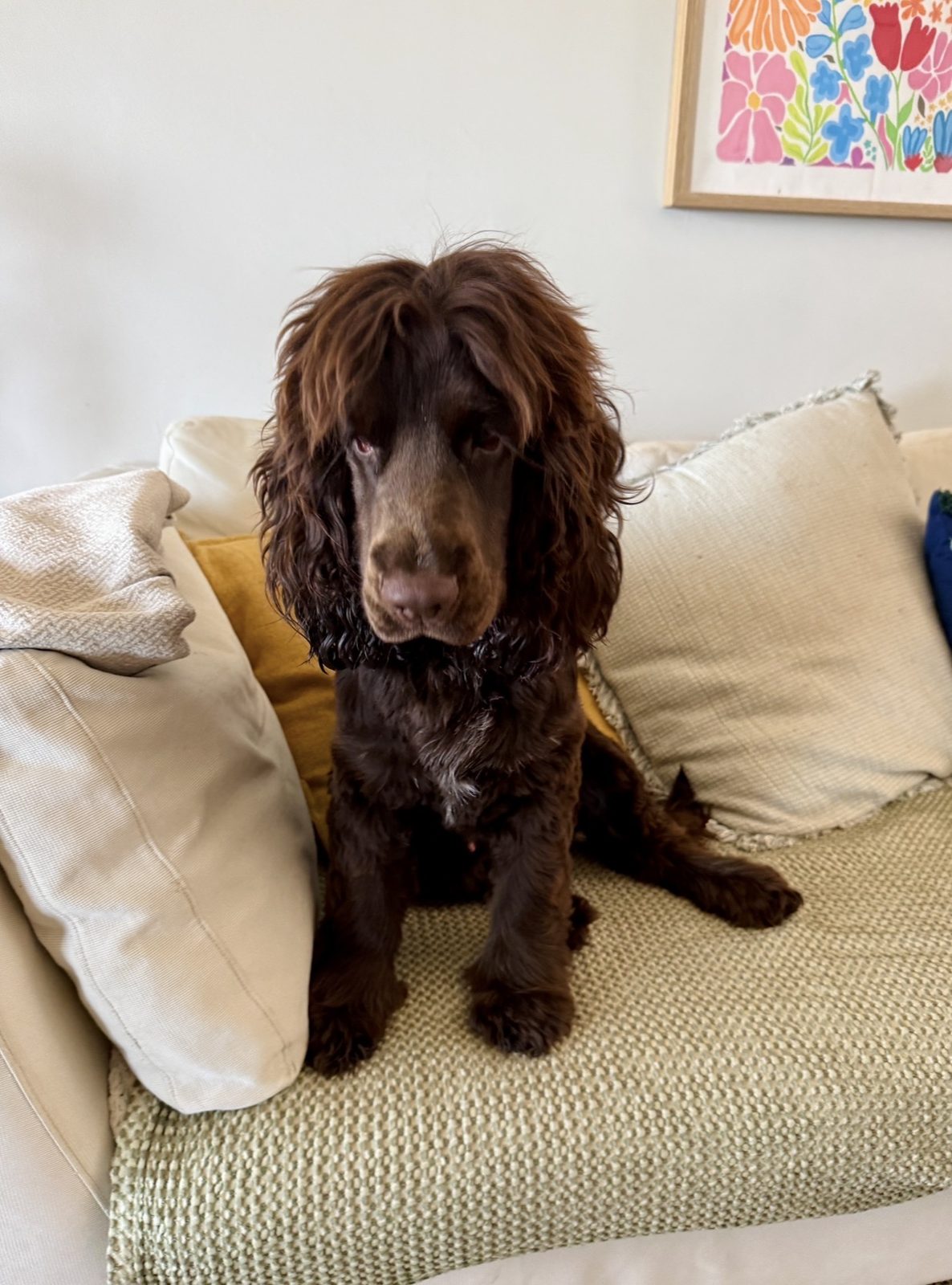 Dog relaxing at home with pet sitter in Brisbane
