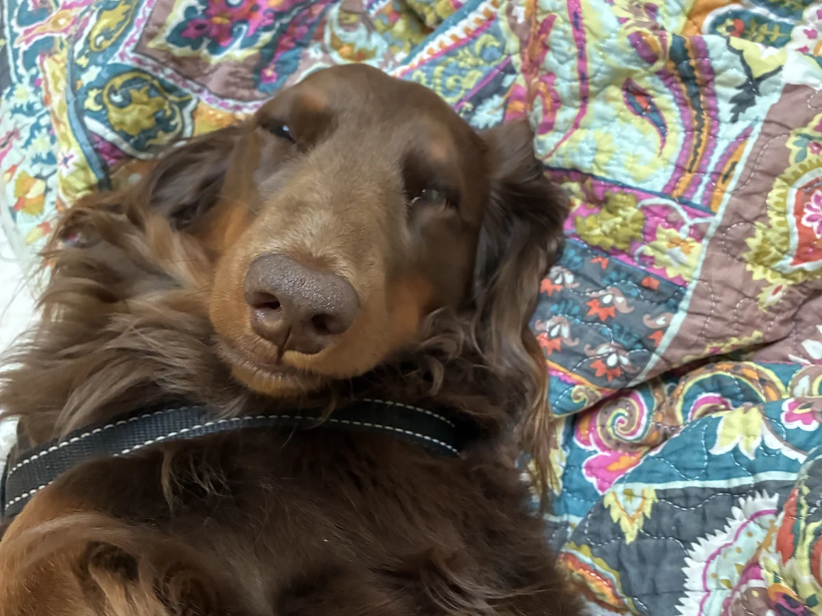 Dog asleep on a quilt while recovering at home