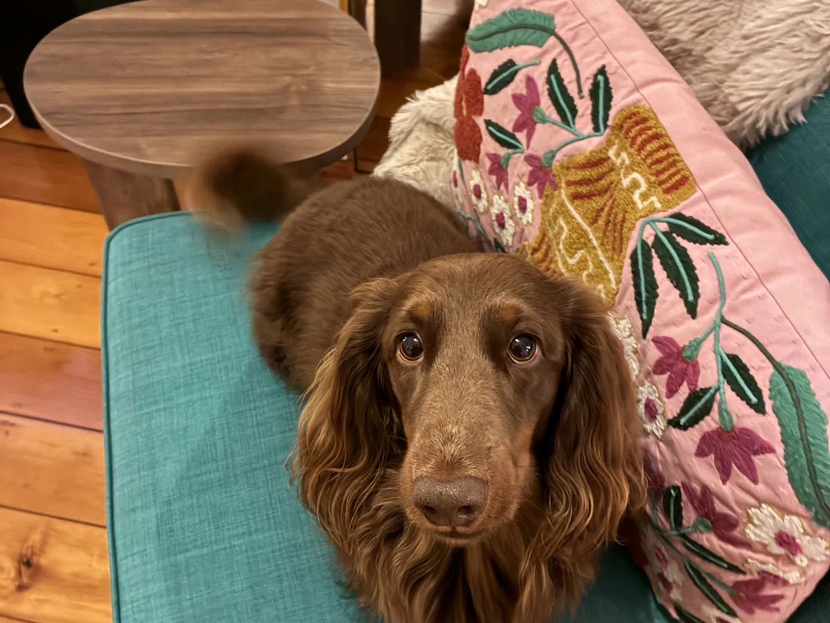 Dachshund looking up at its sitter from the sofa