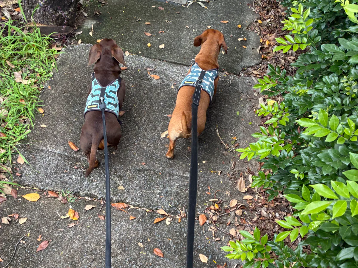Two dogs out on a walk with their sitter