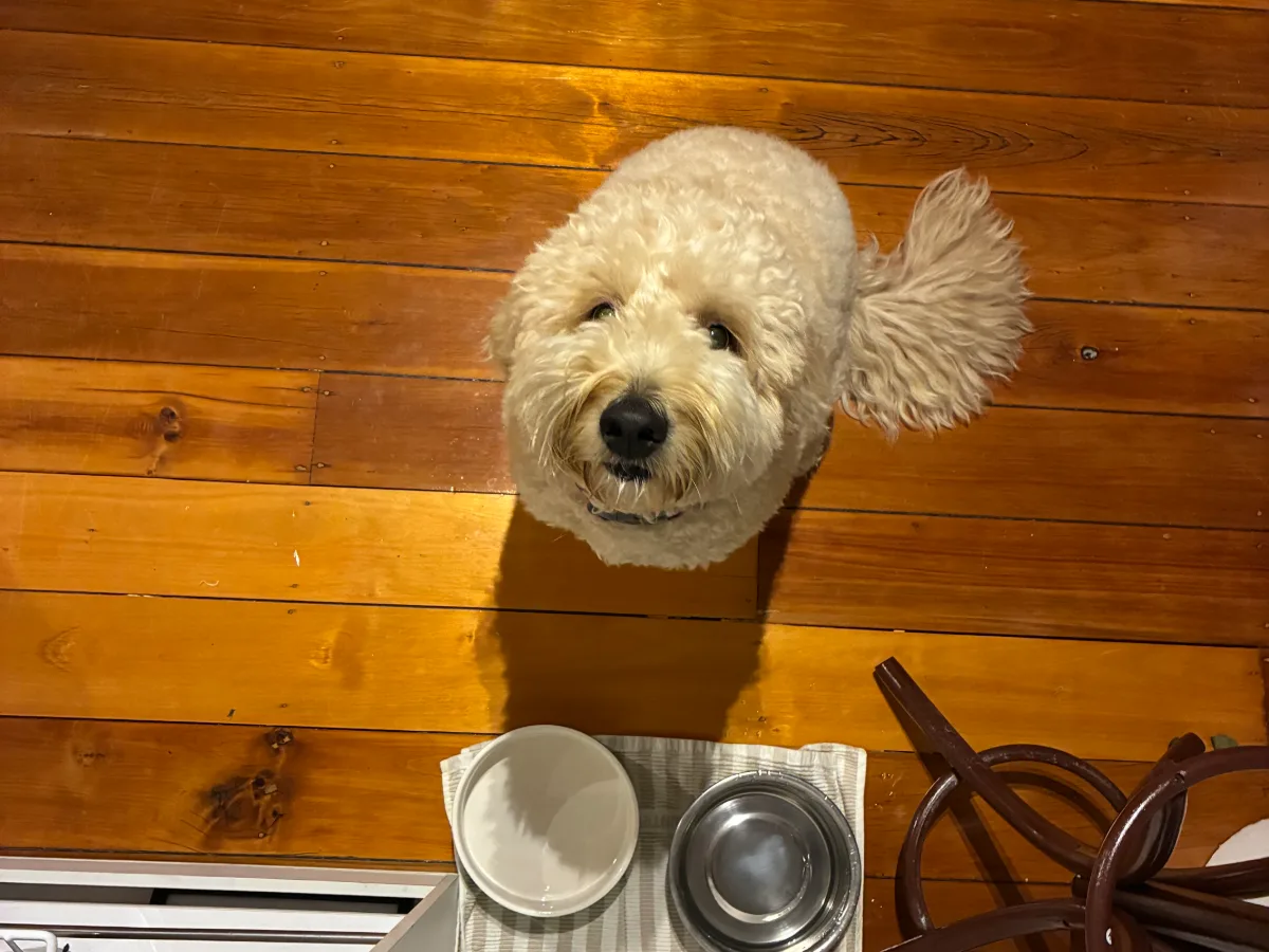 Dog feeding bowls set out on a kitchen floor ready for a sitter.