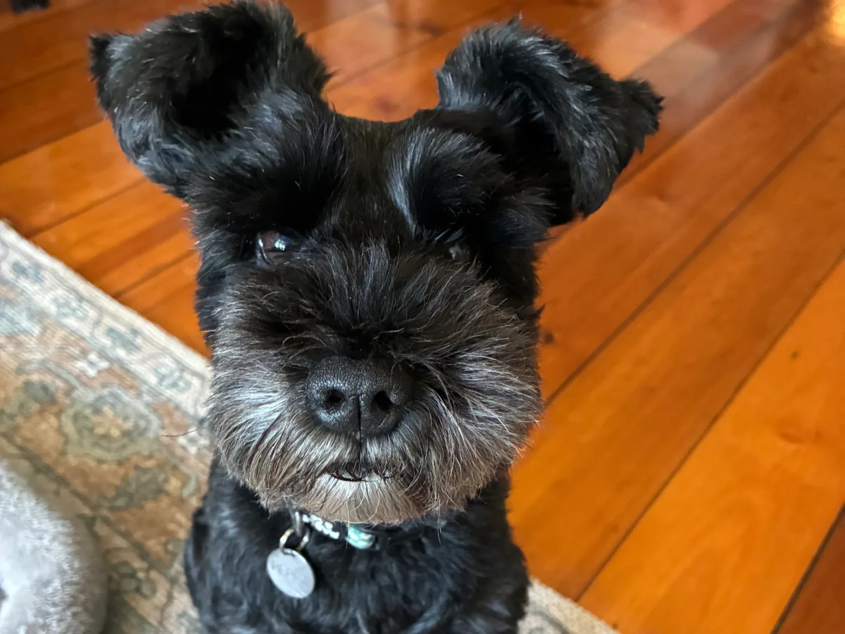 A dog settled on the rug in a sitter's home