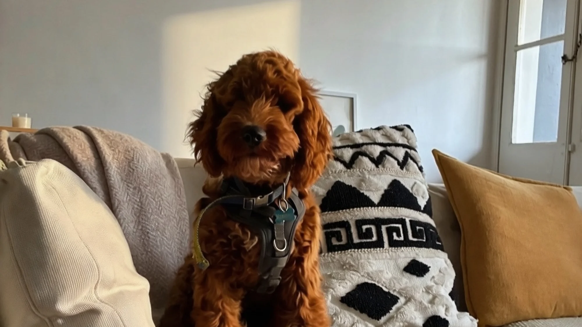 A cavoodle sitting on a sunlit sofa at home