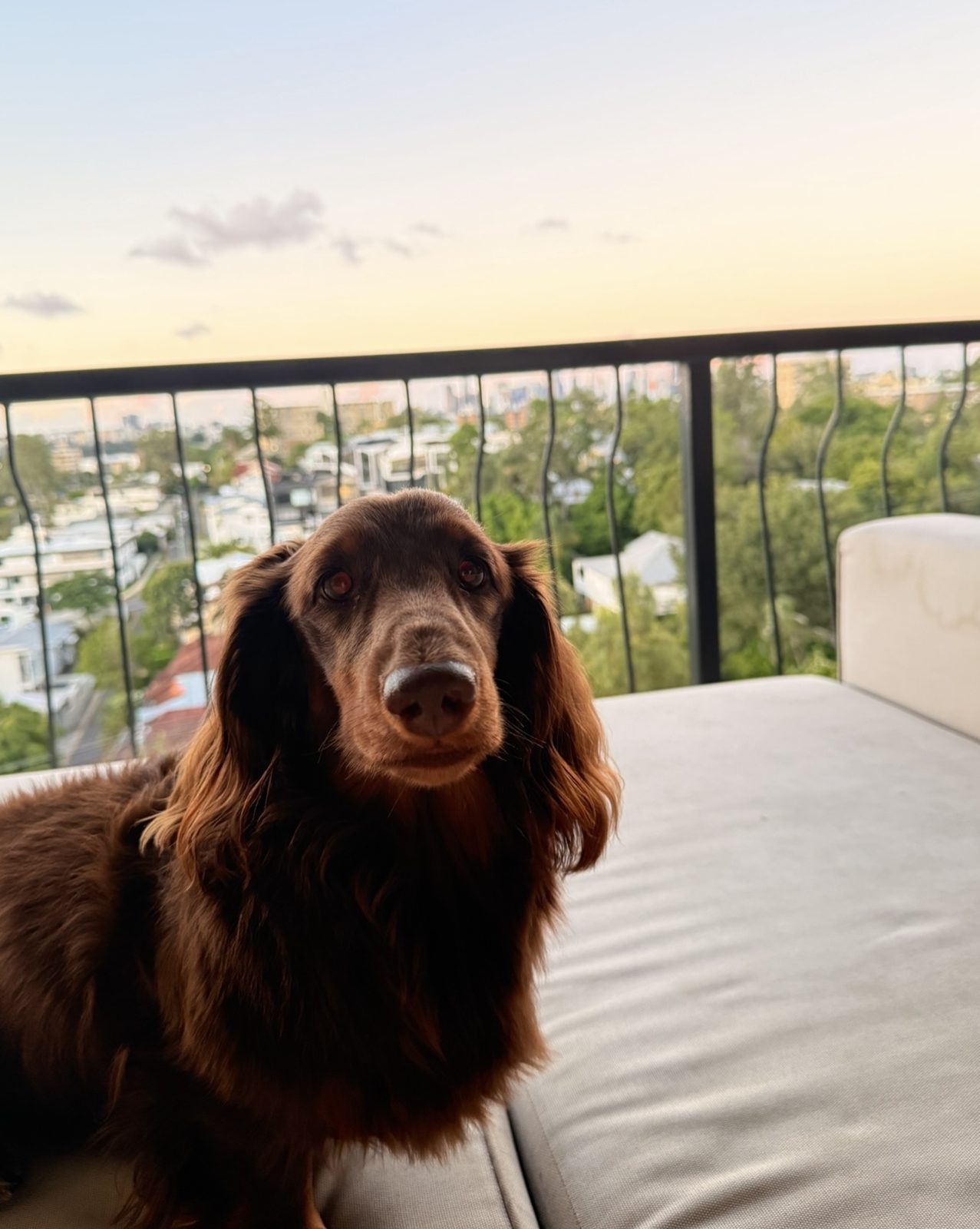 An anxious dog settled and calm during in-home care in Brisbane