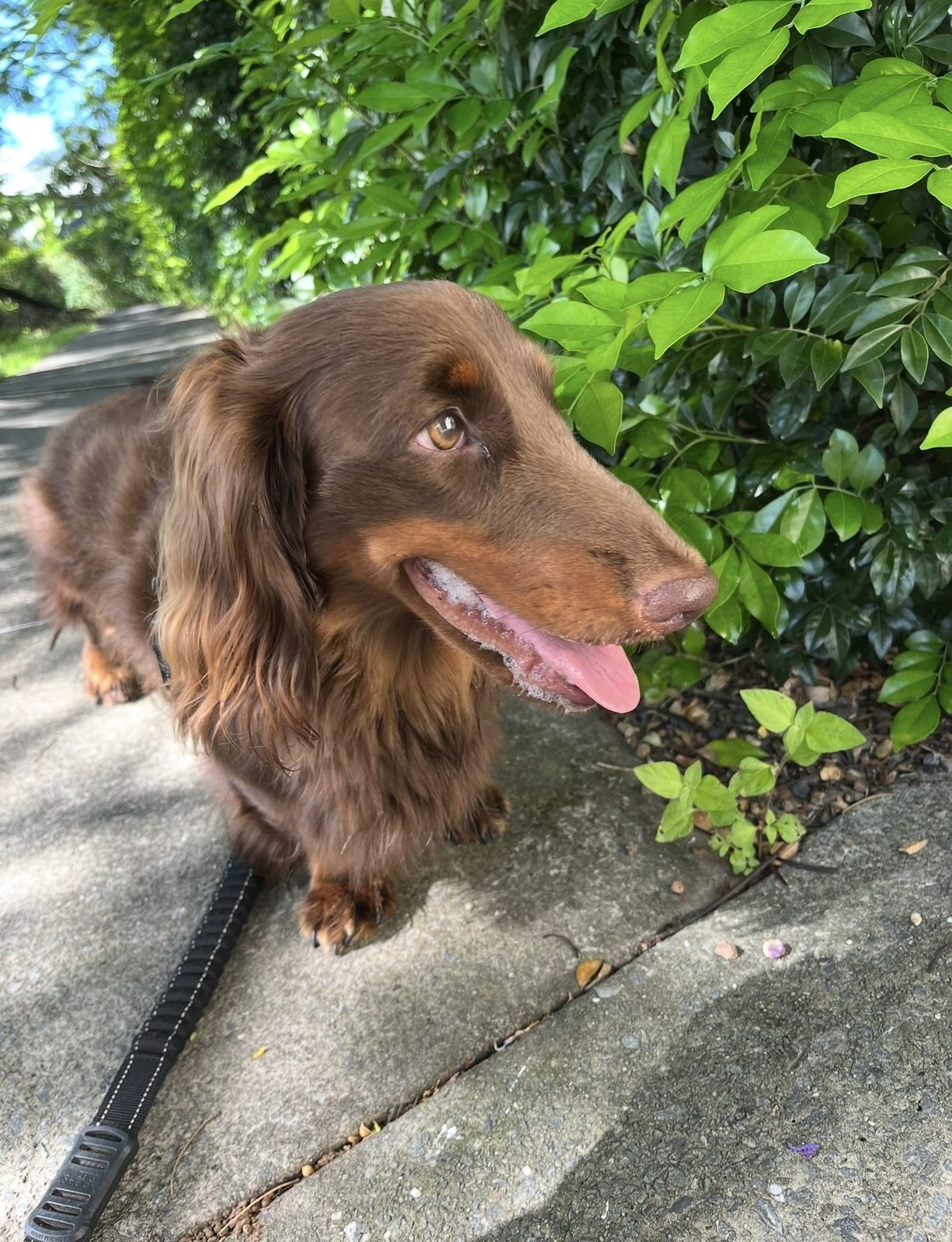 Dog portrait, senior pet care Brisbane