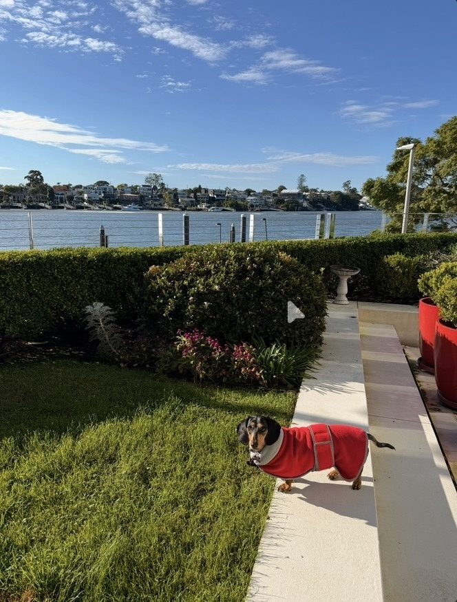 Dog in holiday pet care Brisbane