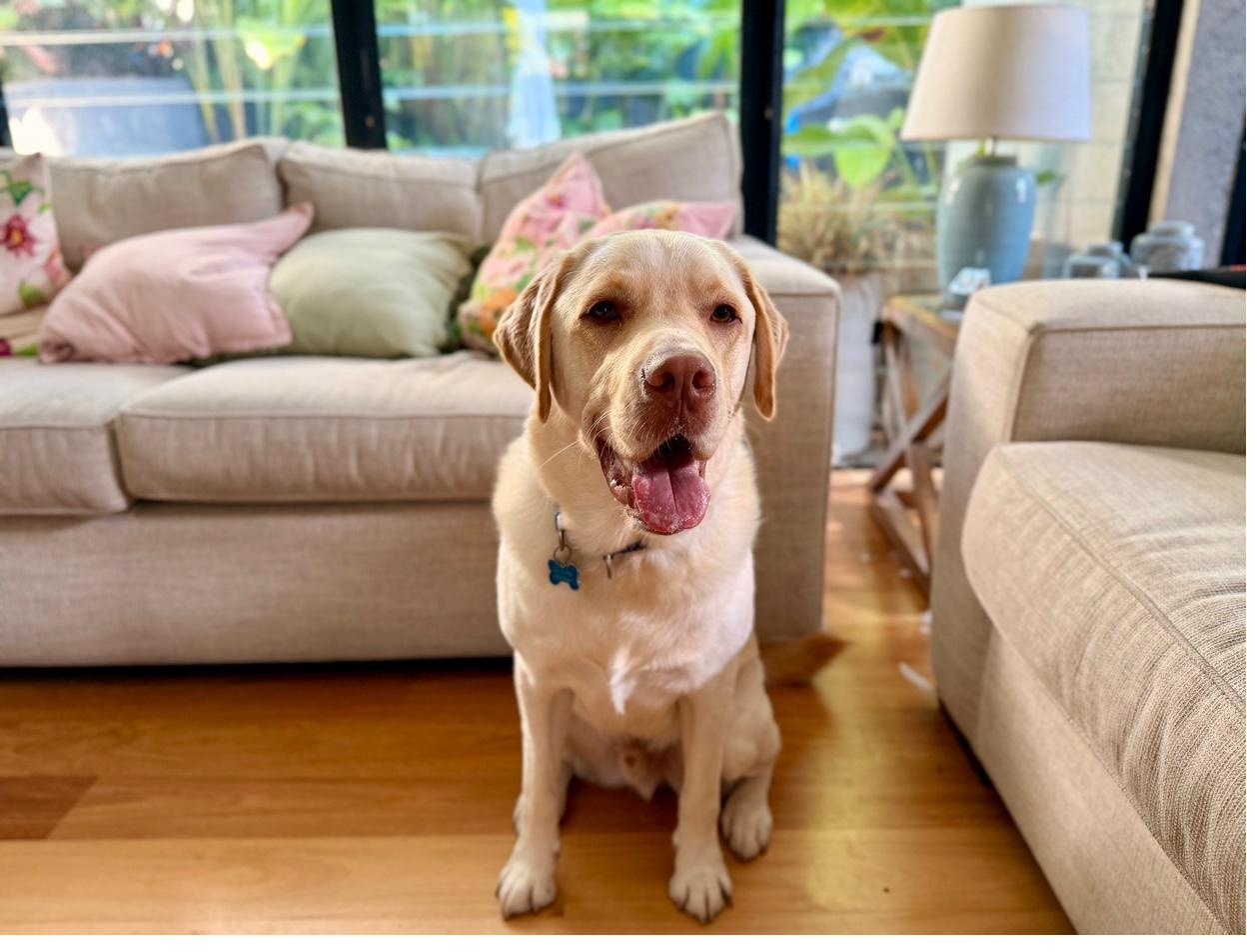 Happy lab in elegant living room