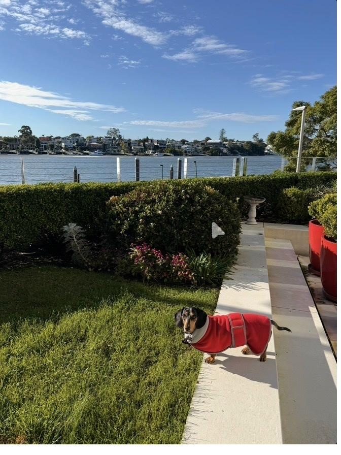 A dog settled at home while its owners travel