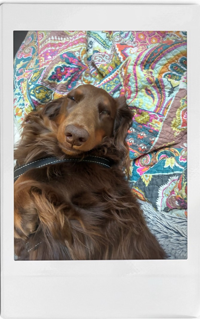 A dachshund asleep on a quilt