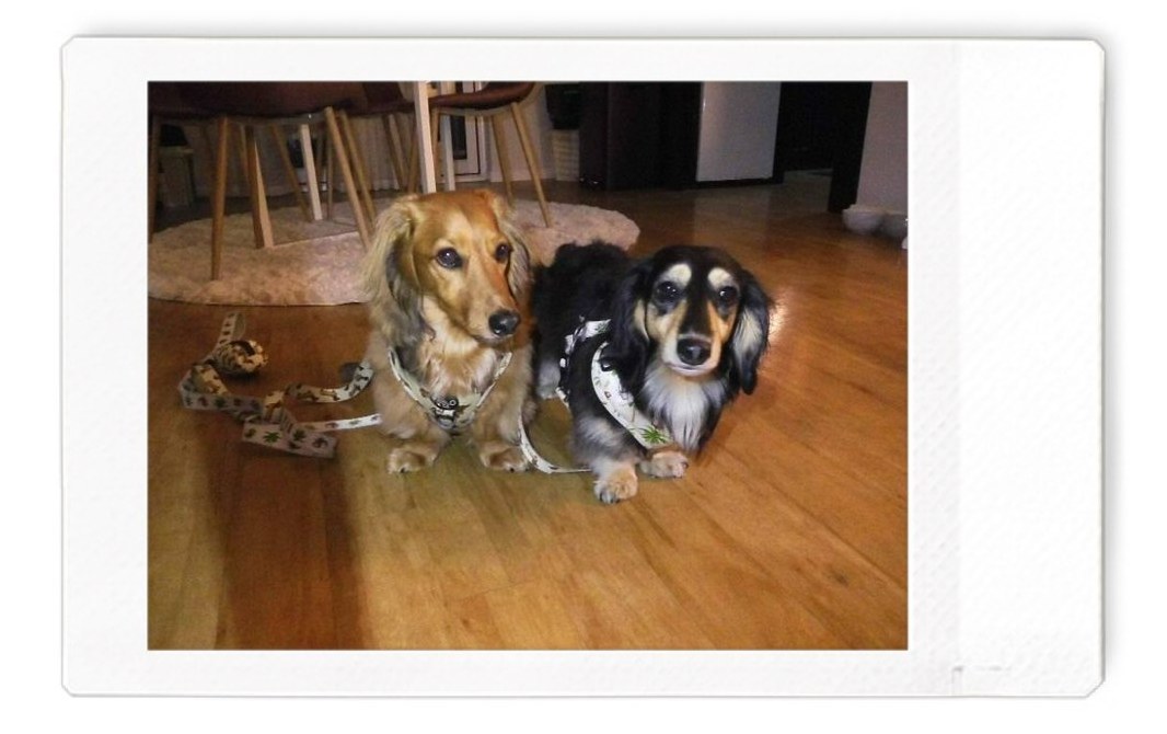 Two dachshunds during their stay