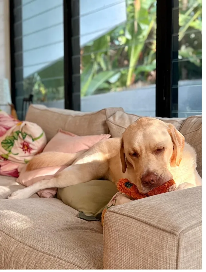 A labrador asleep on a lounge in a living room.