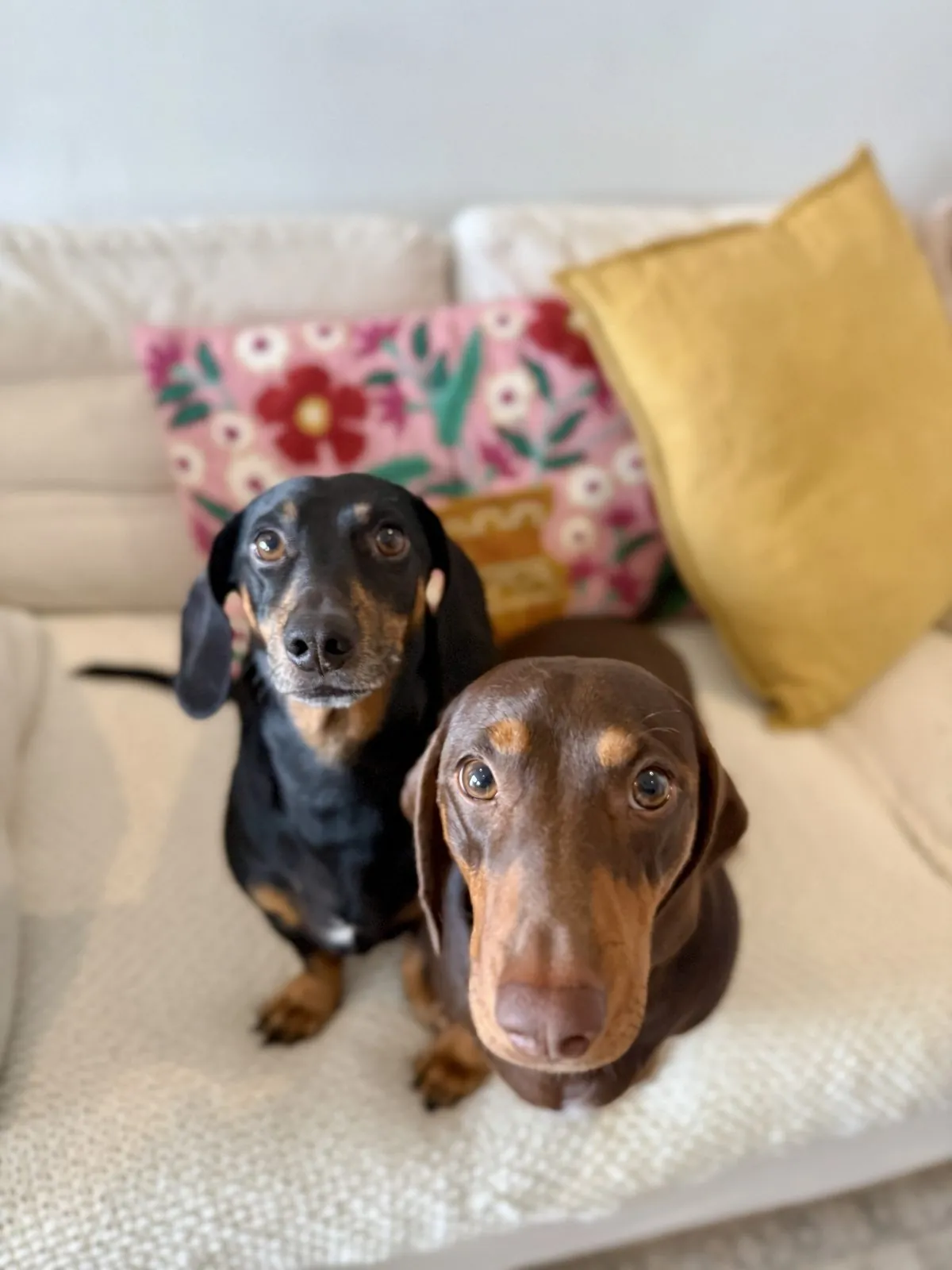 Ana's dachshunds