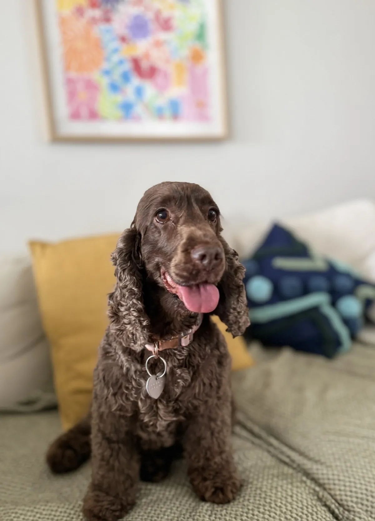 Buddy the cocker spaniel
