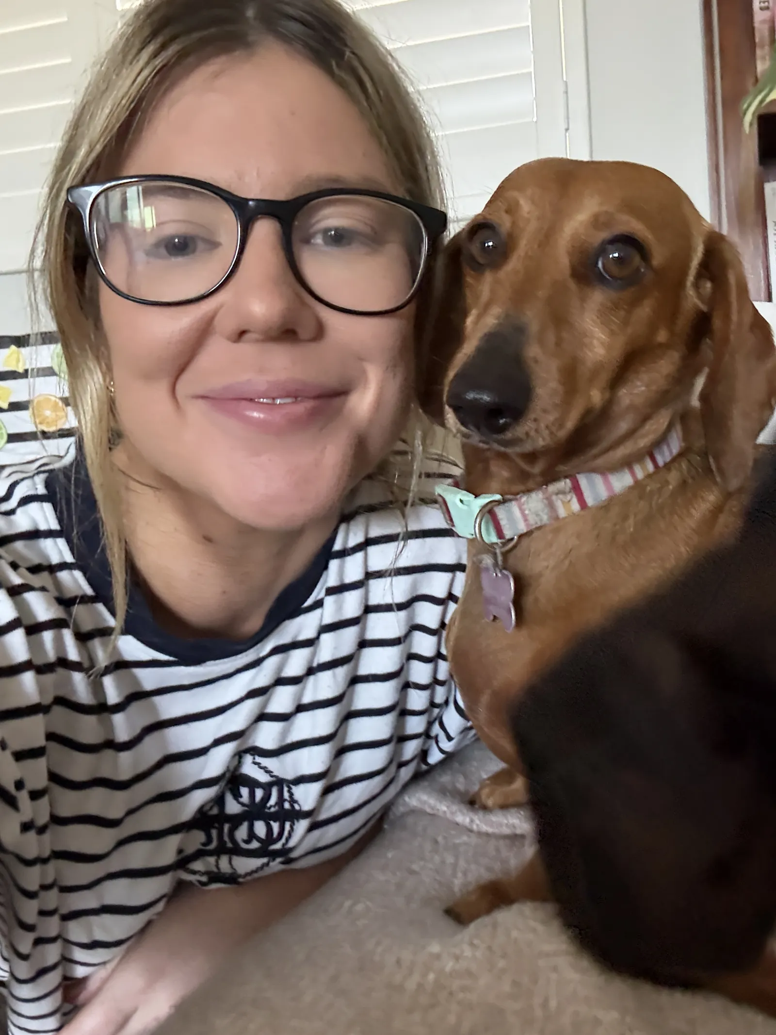 Poppy the dachshund