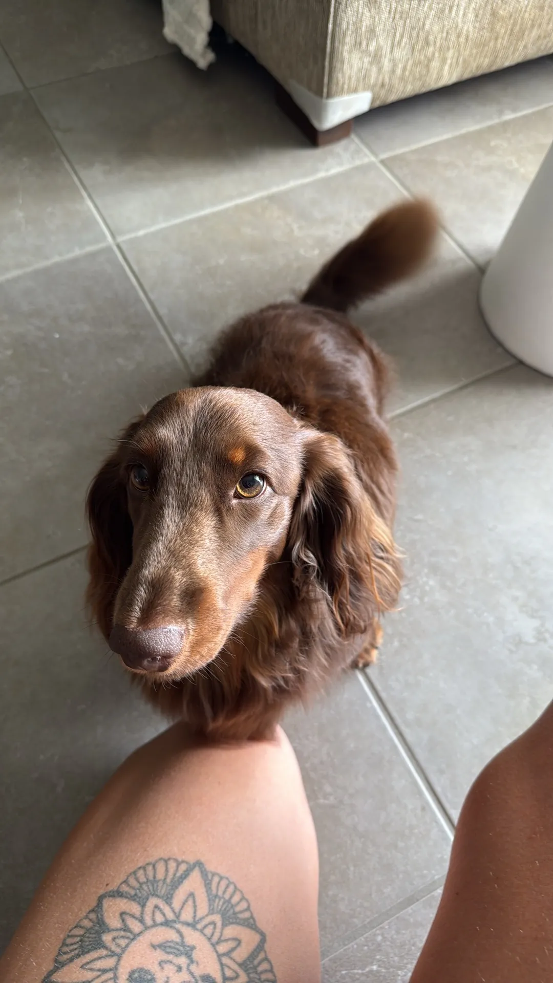 Kransky the dachshund