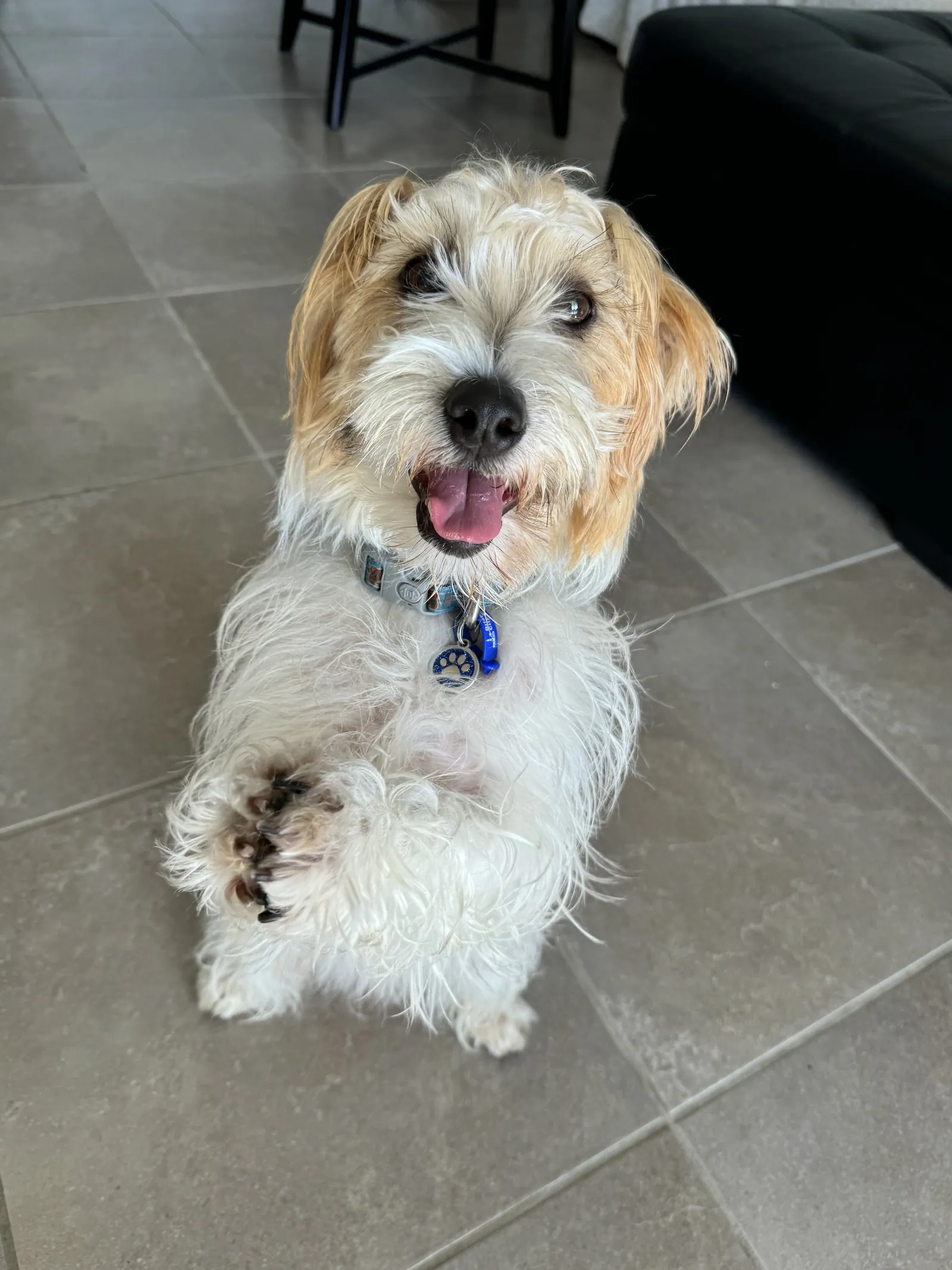 Ted the Jack Russell