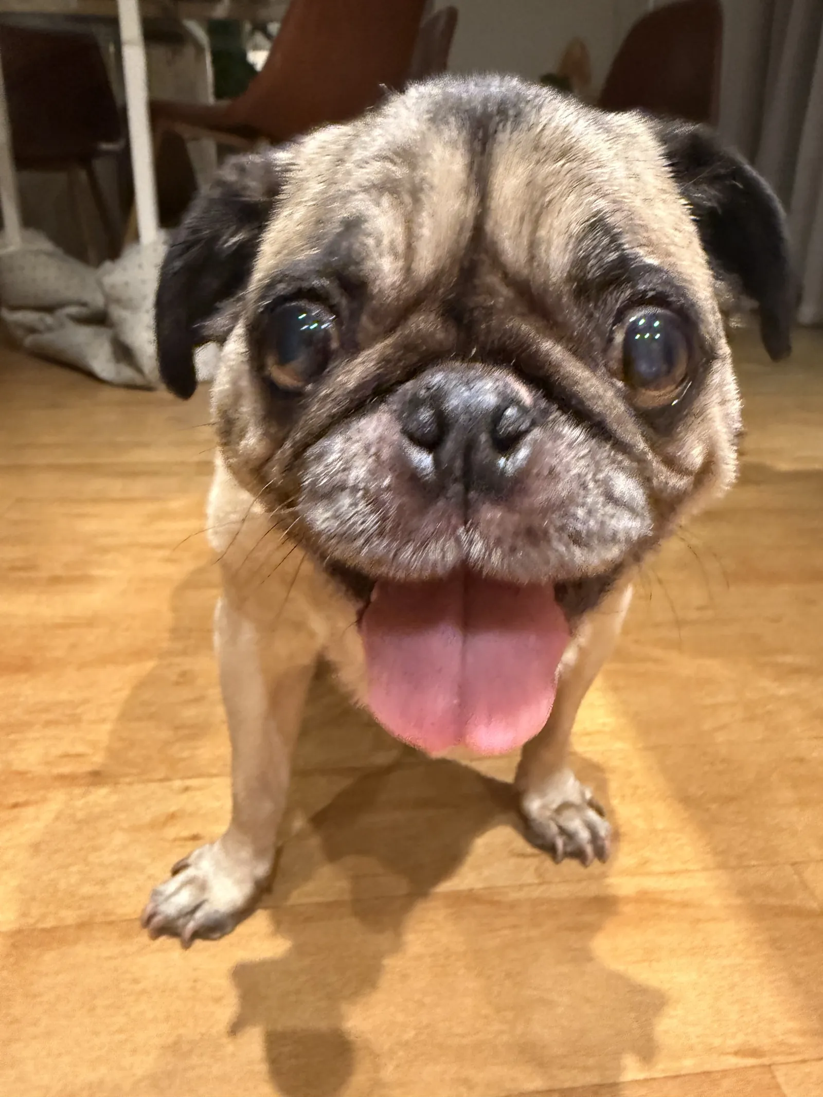 Winston the pug