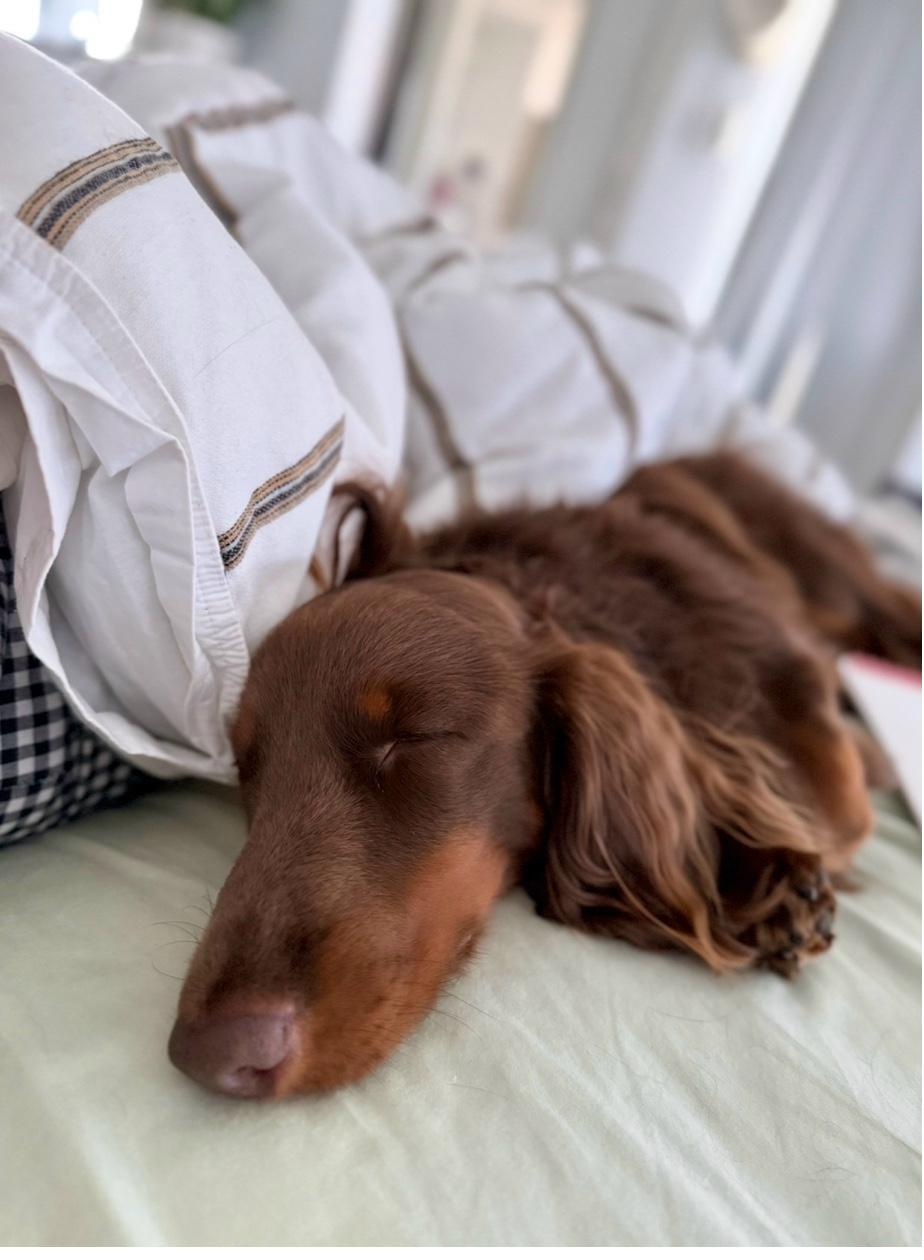Sleeping long-haired dachshund