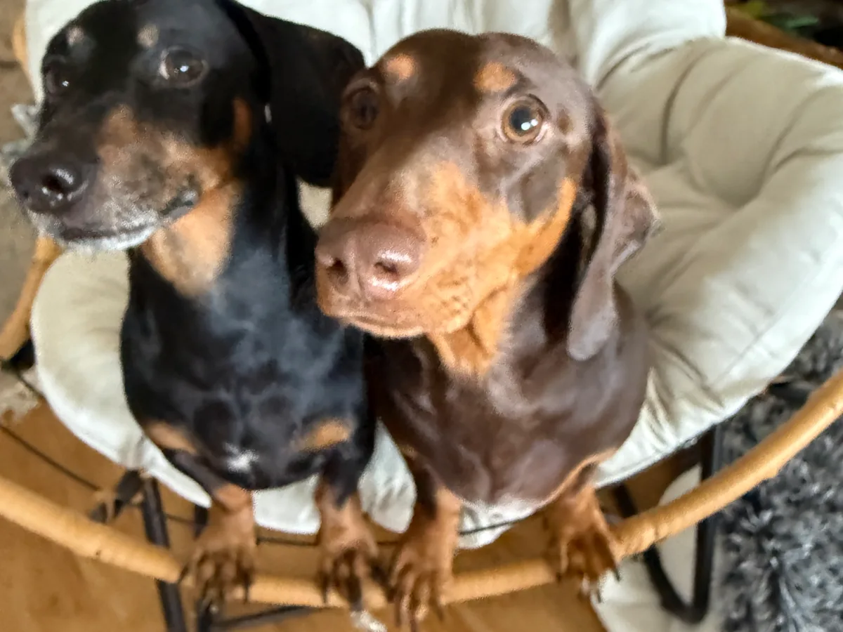 Two dachshunds curled up together in a sitter's home