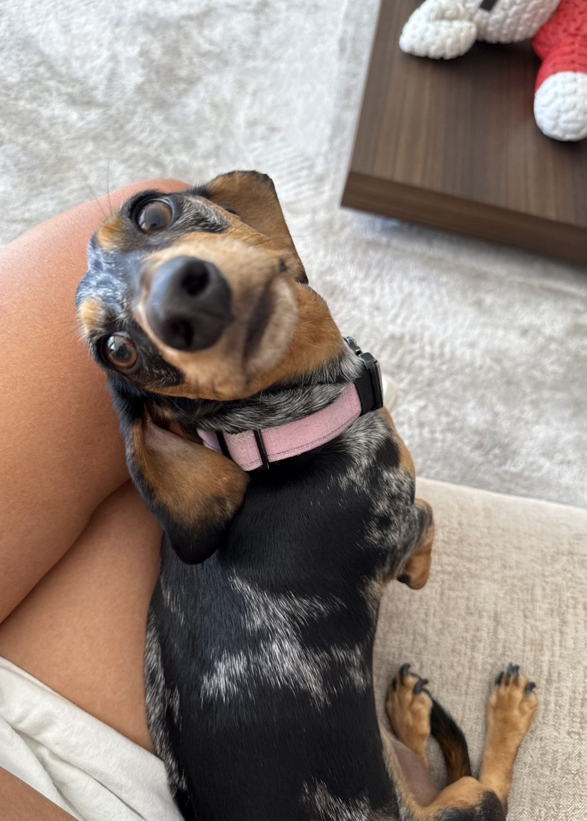 Wedding dog chaperone